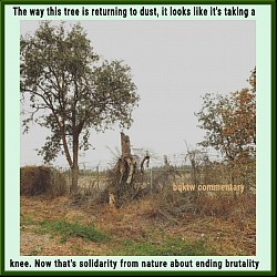 Aug/2021 tree on Fulton  Road photo